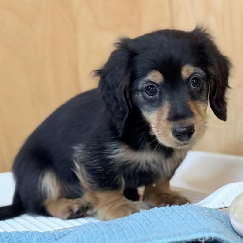 販売中の埼玉県のミニチュアダックスフンド(ロングヘアード)-423535の4枚目