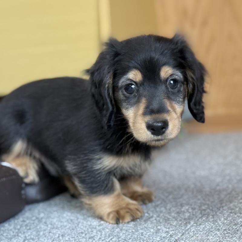 販売中の埼玉県のミニチュアダックスフンド(ロングヘアード)-423535の3枚目