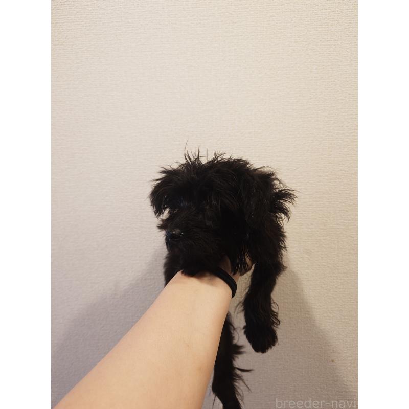 販売中の青森県のその他の犬種-424908の2枚目