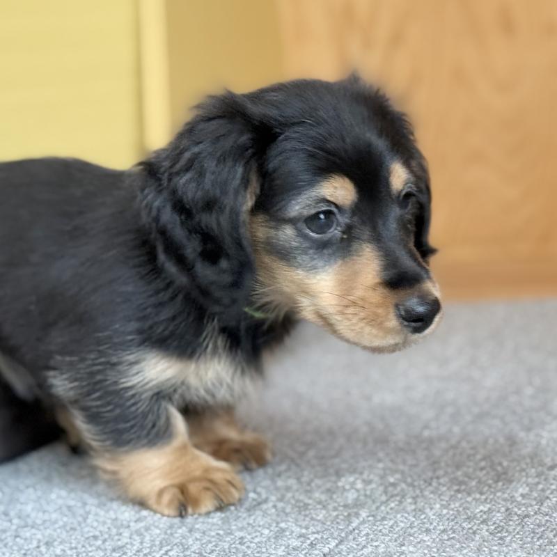 販売中の埼玉県のミニチュアダックスフンド(ロングヘアード)-423535の2枚目