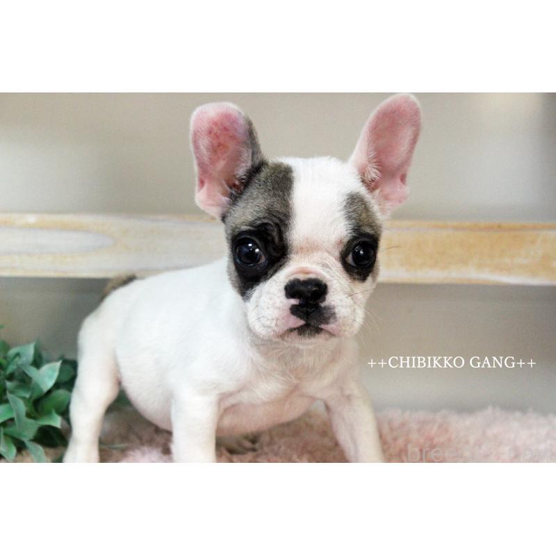 販売中の岡山県のフレンチブルドッグ-424909の8枚目