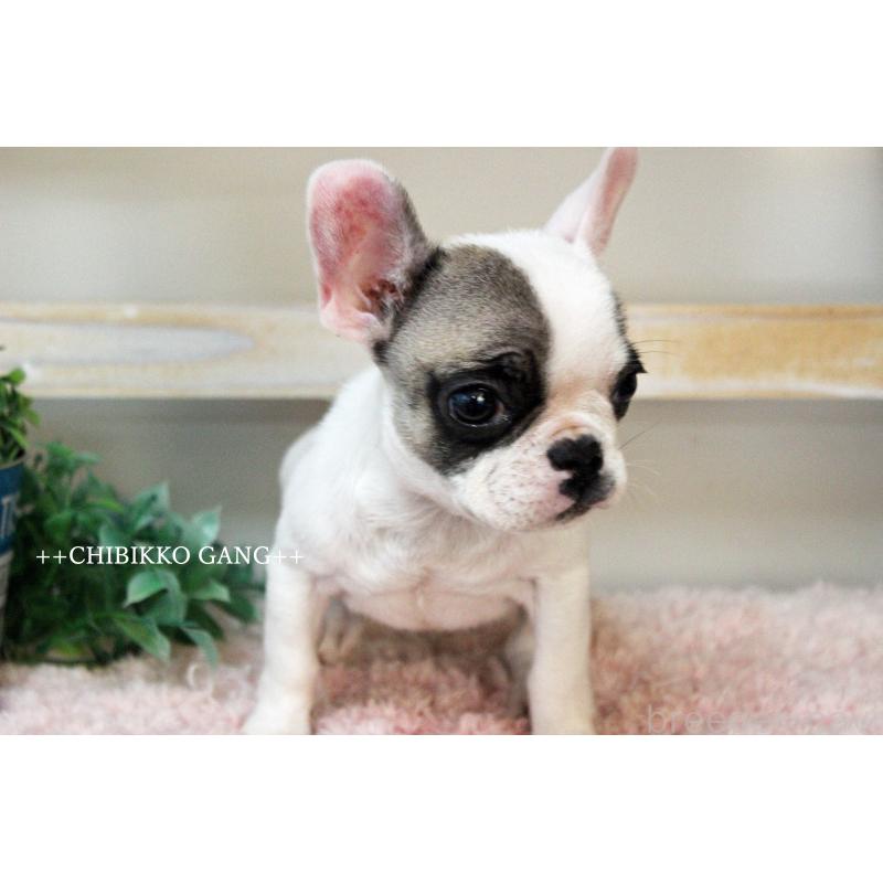 販売中の岡山県のフレンチブルドッグ-424909の7枚目