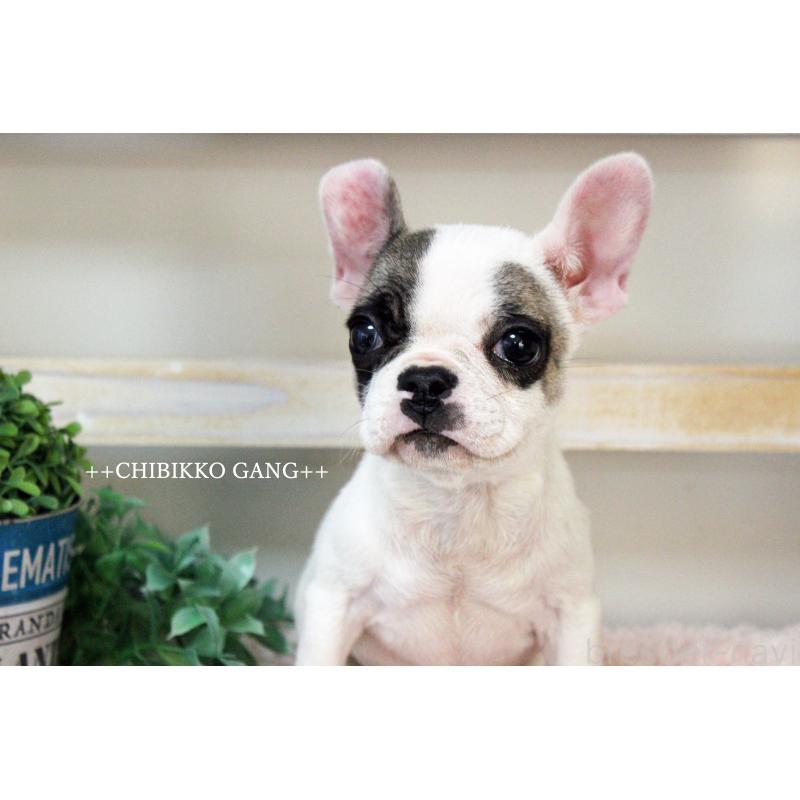 販売中の岡山県のフレンチブルドッグ-424909の6枚目