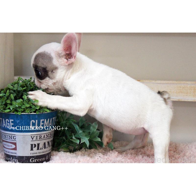 販売中の岡山県のフレンチブルドッグ-424909の5枚目