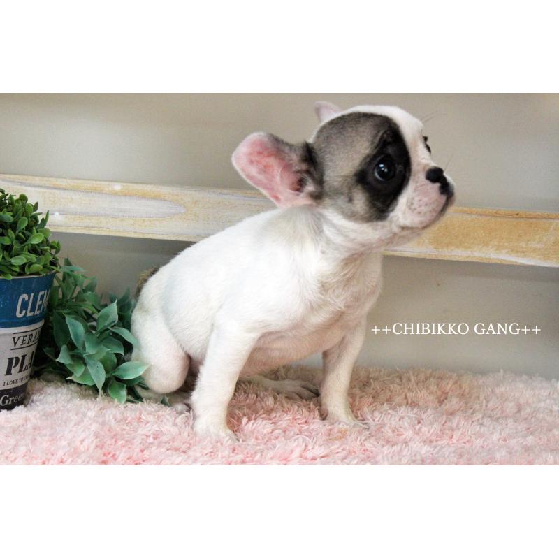 販売中の岡山県のフレンチブルドッグ-424909の4枚目