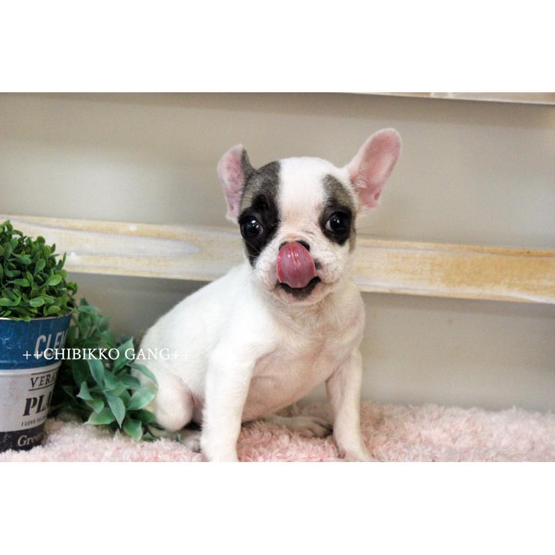 販売中の岡山県のフレンチブルドッグ-424909の3枚目