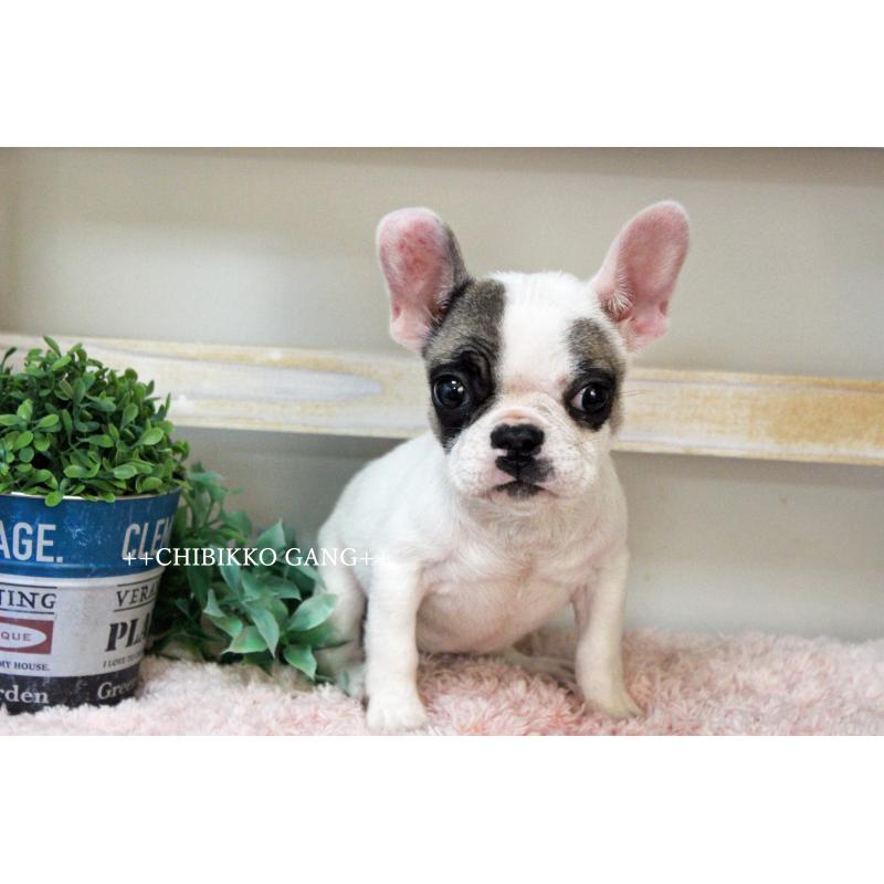 販売中の岡山県のフレンチブルドッグ-424909の2枚目