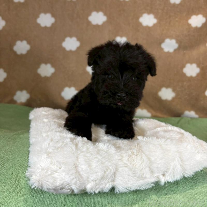 販売中の大阪府のミニチュアシュナウザー-424910の3枚目