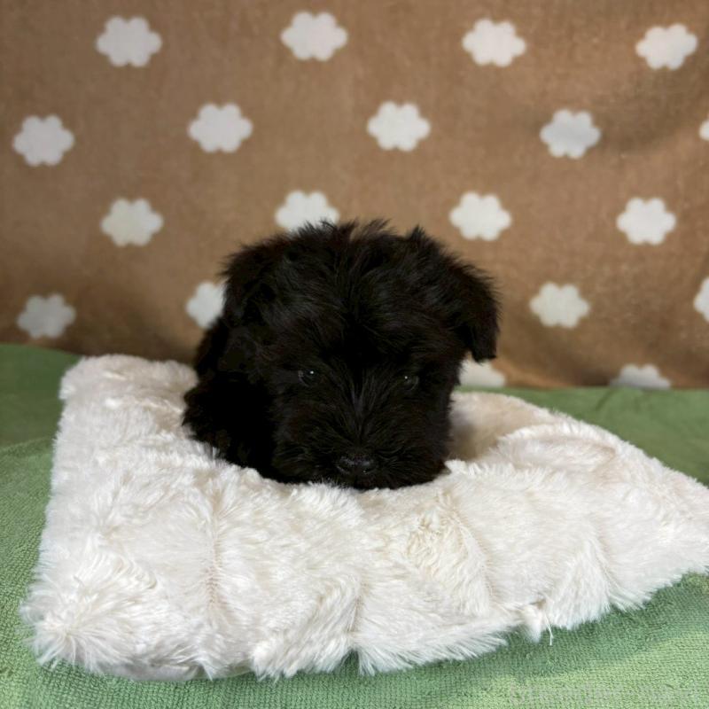 販売中の大阪府のミニチュアシュナウザー-424910の4枚目