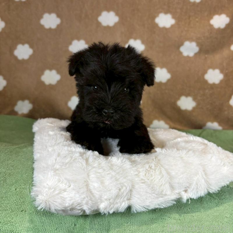 販売中の大阪府のミニチュアシュナウザー-424910の2枚目