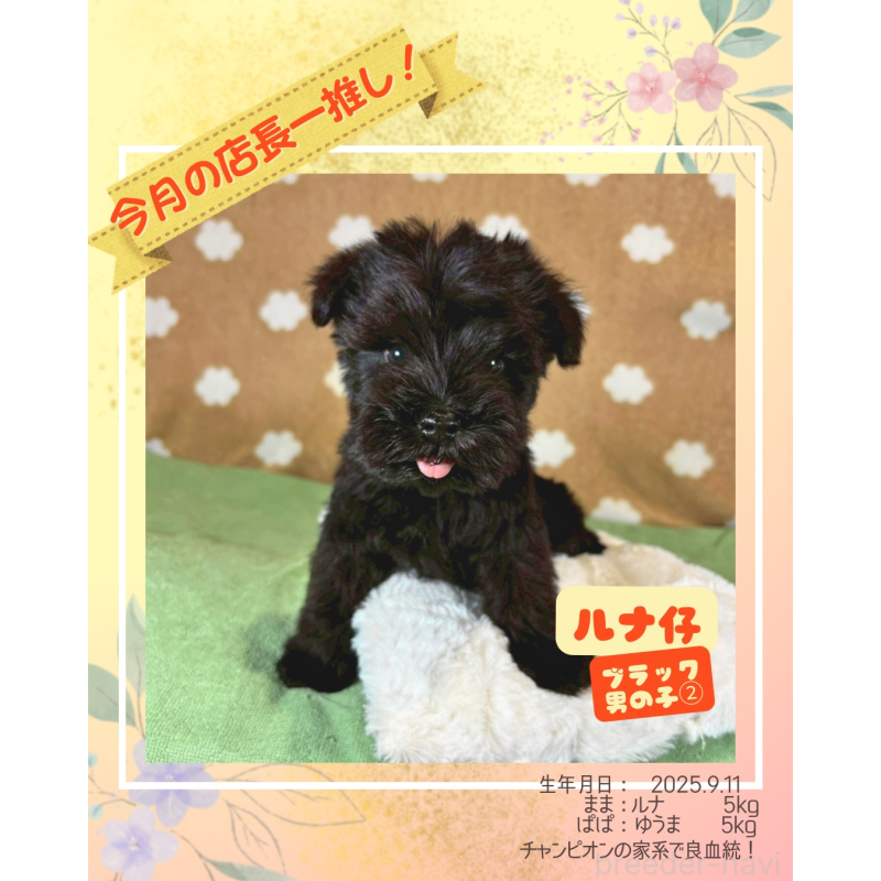 販売中の大阪府のミニチュアシュナウザー-424910の1枚目