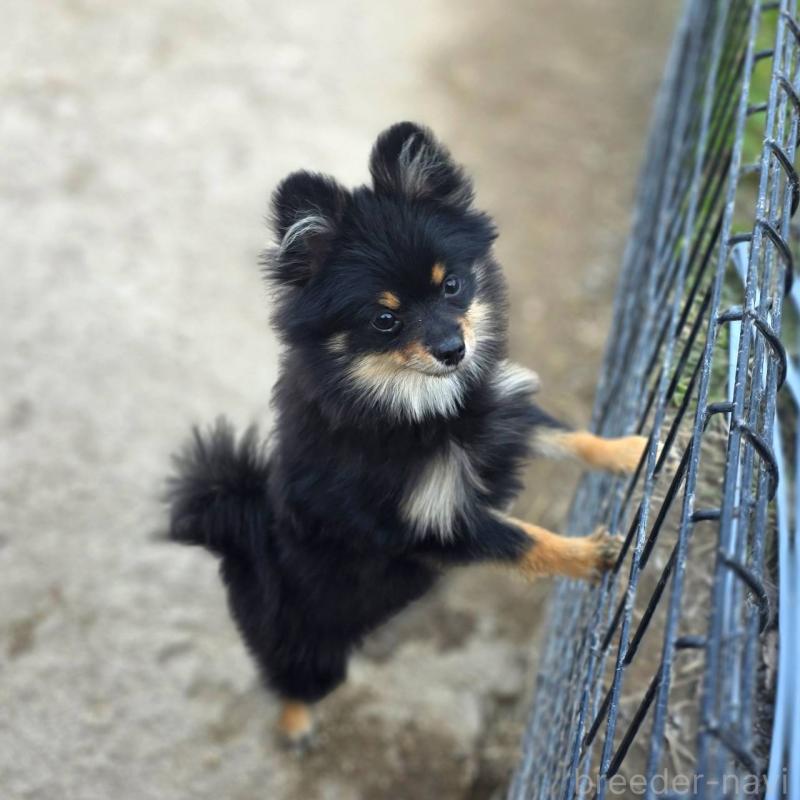 販売中の茨城県のポメラニアン-392057の8枚目