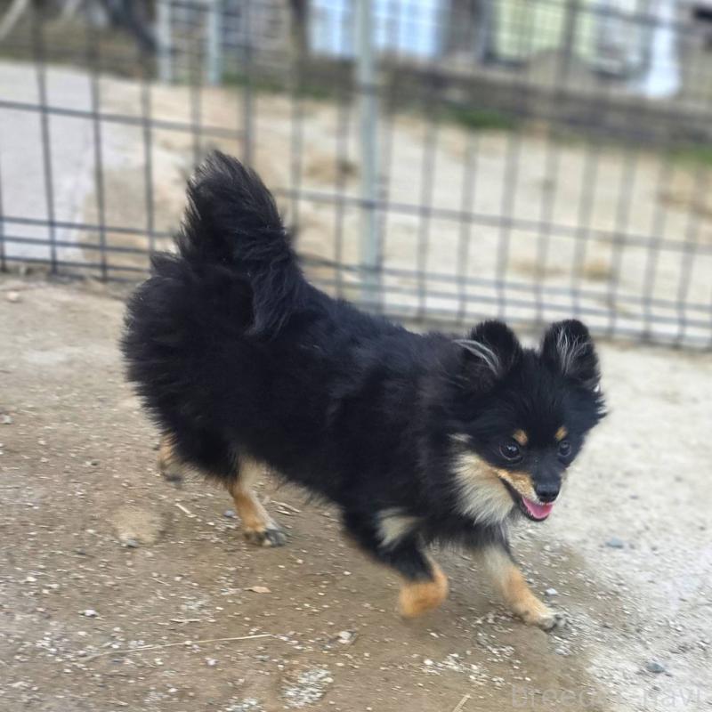 販売中の茨城県のポメラニアン-392057の7枚目