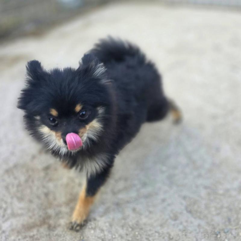 販売中の茨城県のポメラニアン-392057の6枚目