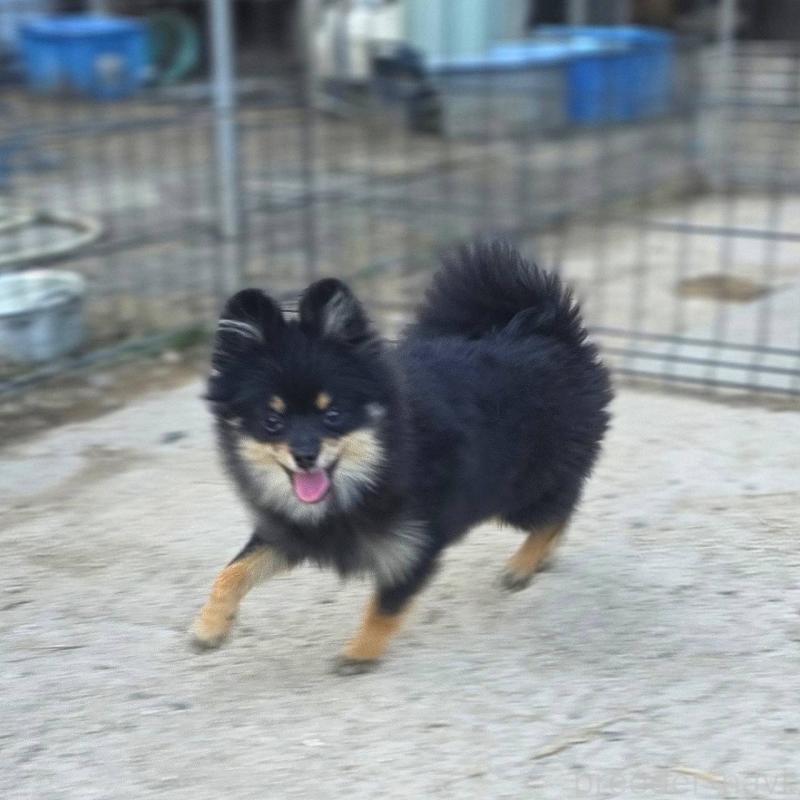 販売中の茨城県のポメラニアン-392057の5枚目