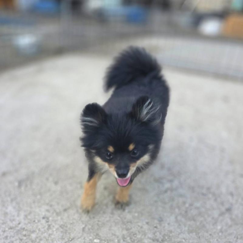 販売中の茨城県のポメラニアン-392057の4枚目