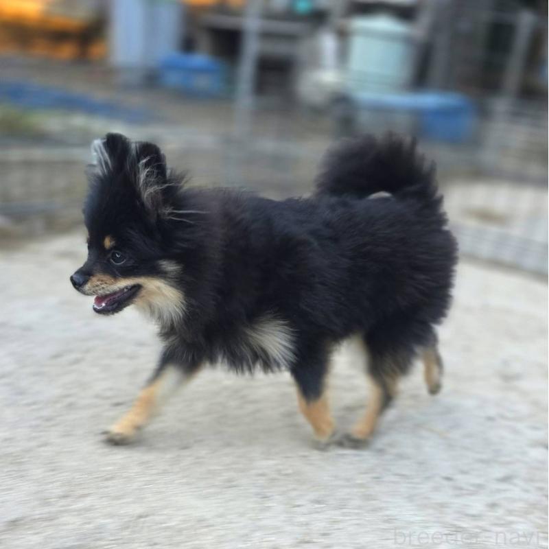 販売中の茨城県のポメラニアン-392057の3枚目