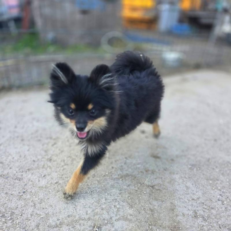 販売中の茨城県のポメラニアン-392057の2枚目