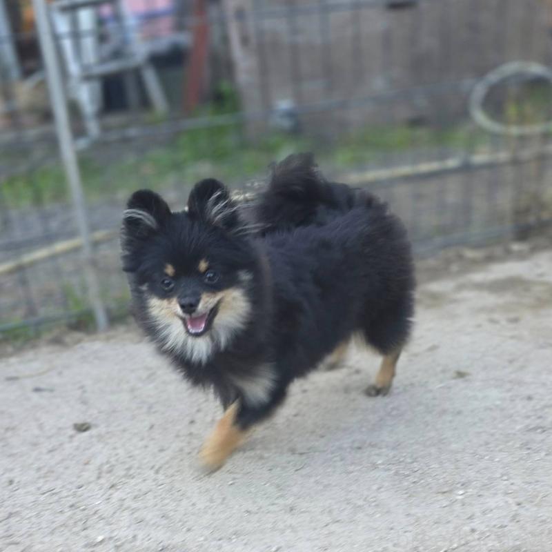 販売中の茨城県のポメラニアン-392057