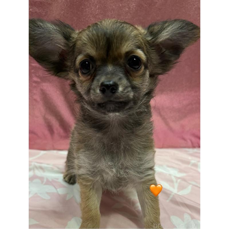 販売中の愛知県のチワワ(ロングコート)-416522