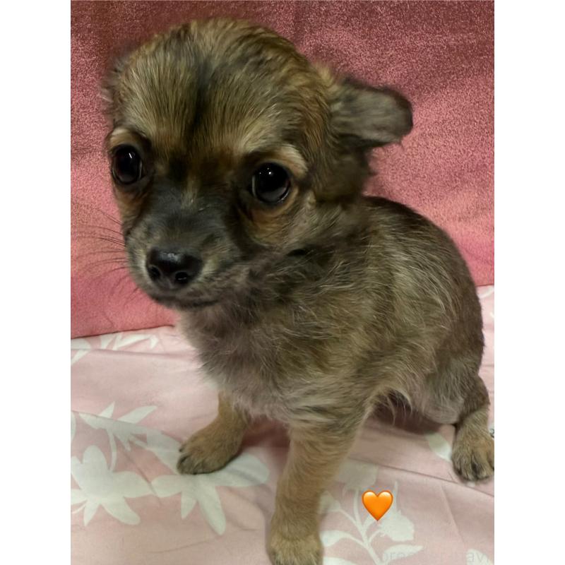 販売中の愛知県のチワワ(ロングコート)-416522の4枚目