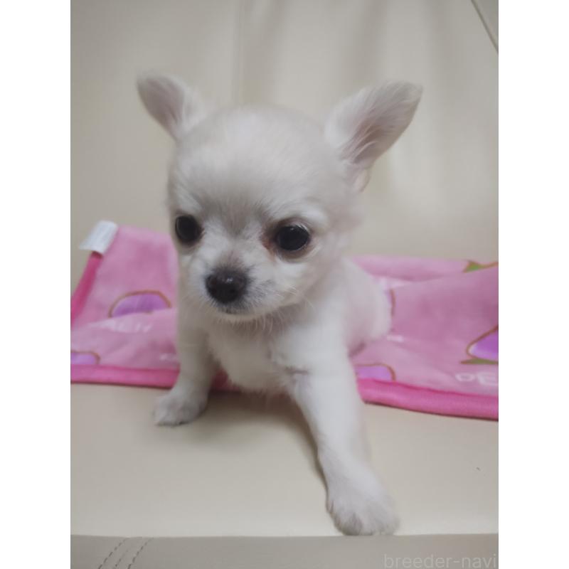 成約済の愛知県のチワワ(ロングコート)-423367の4枚目