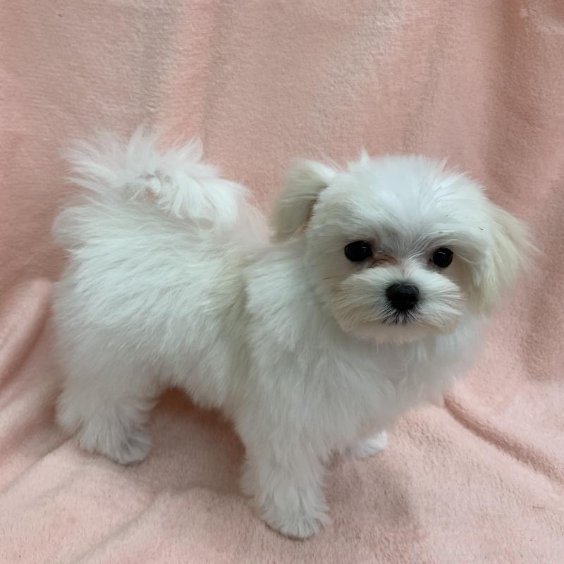 販売中の茨城県のマルチーズ-424911の2枚目