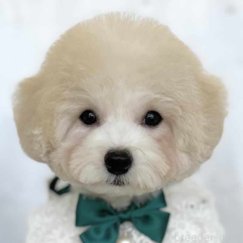 販売中の愛知県のミックス犬-416185の1枚目