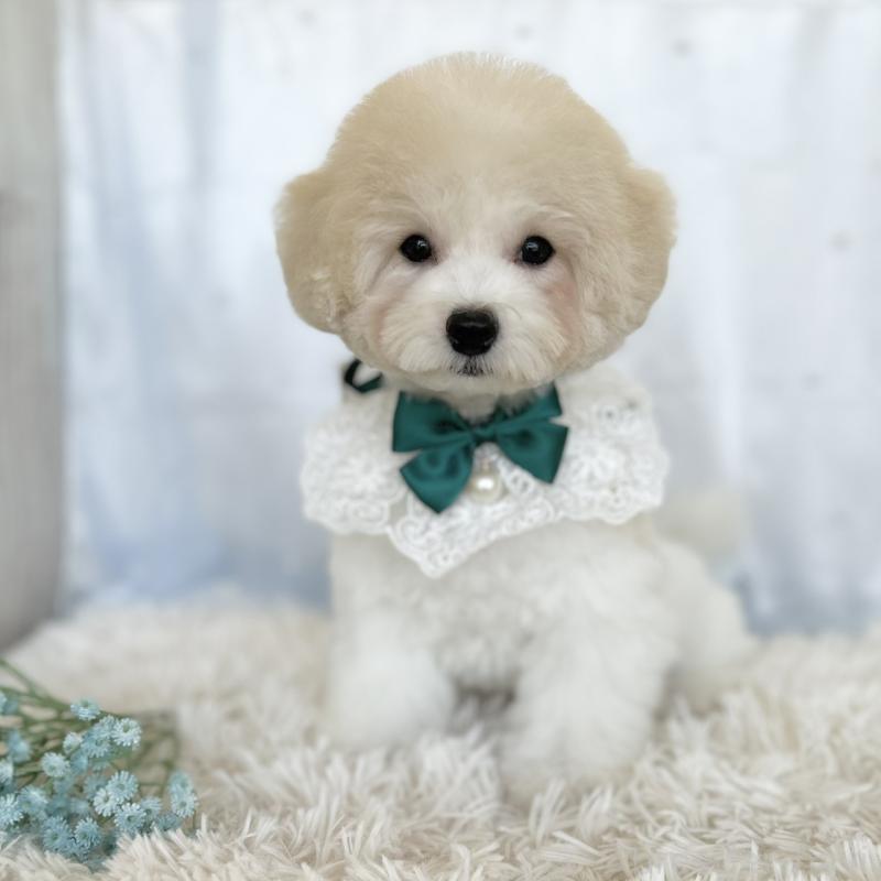 販売中の愛知県のミックス犬-416185の4枚目