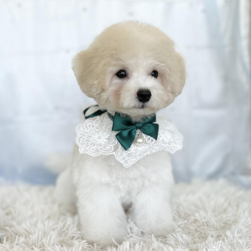 販売中の愛知県のミックス犬-416185の3枚目