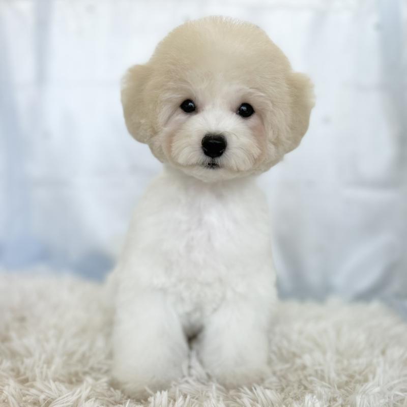 販売中の愛知県のミックス犬-416185の2枚目