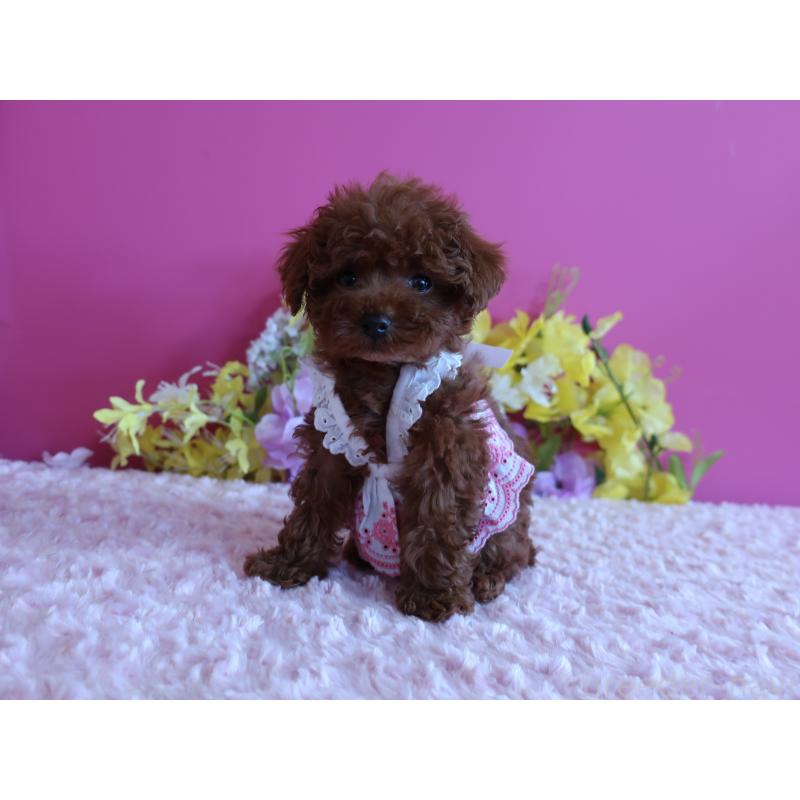 販売中の鹿児島県のティーカッププードル-421939の2枚目