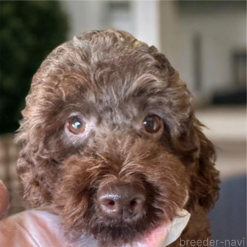 成約済の福井県のトイプードル-424244の2枚目