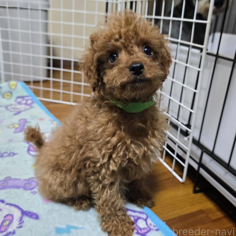 販売中の岡山県のトイプードル-411590の8枚目