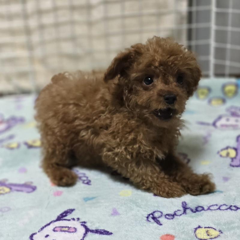 販売中の岡山県のトイプードル-411590の7枚目