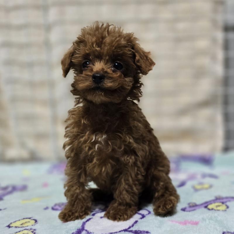 販売中の岡山県のトイプードル-411591の12枚目