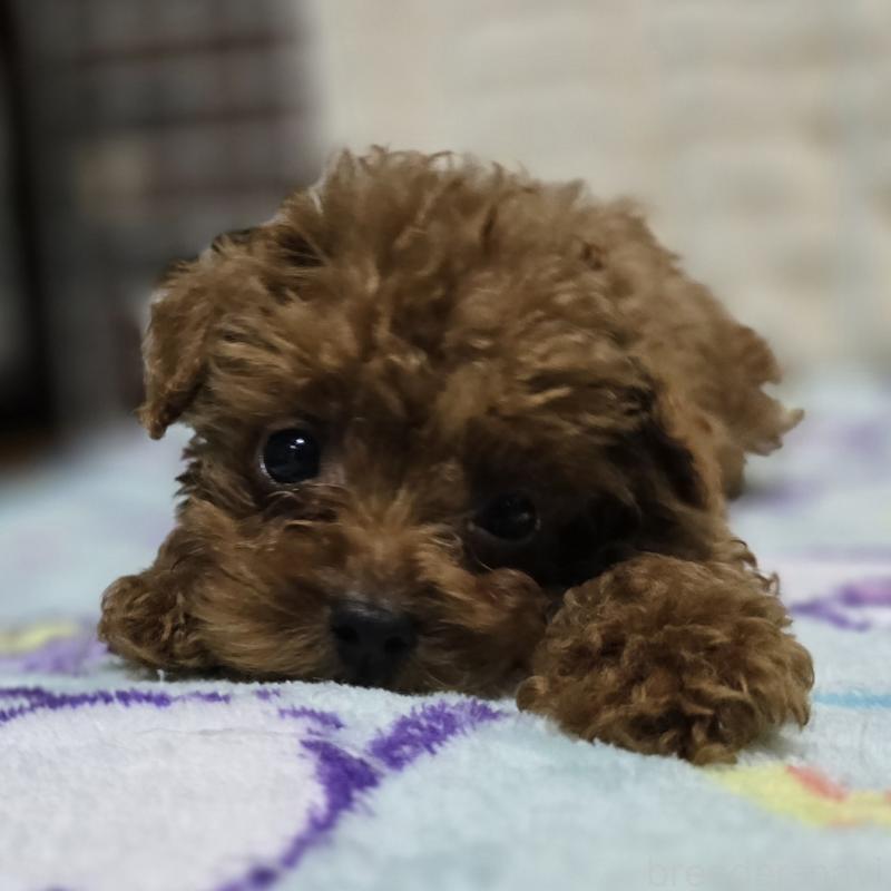 販売中の岡山県のトイプードル-411591の11枚目