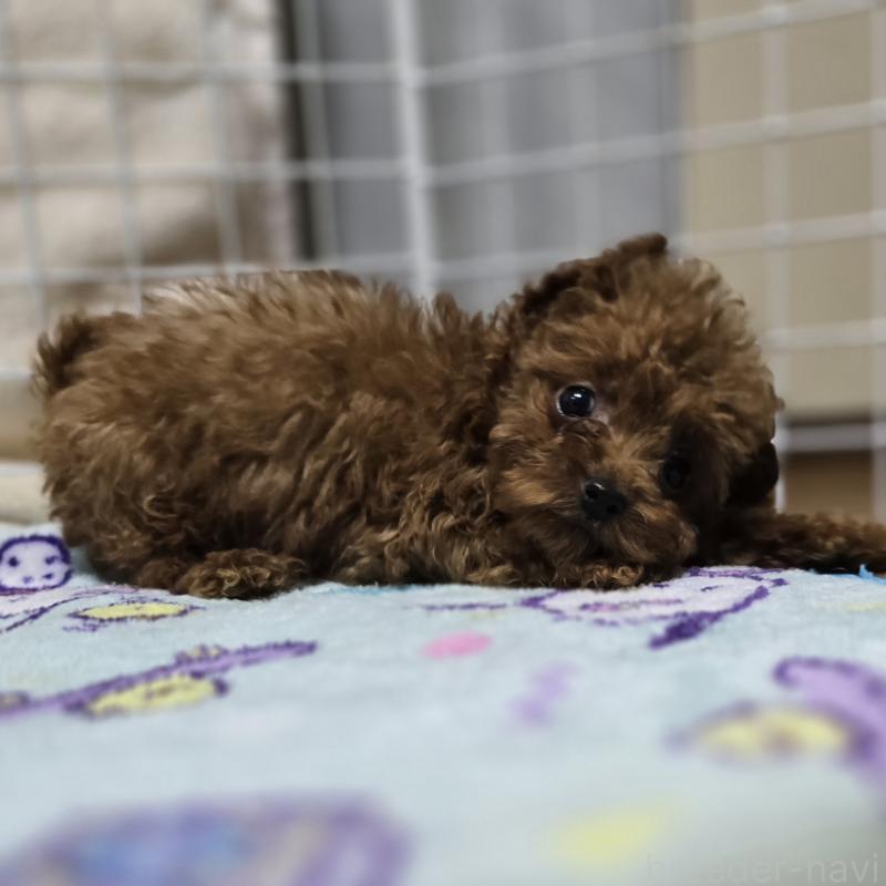 販売中の岡山県のトイプードル-411591の10枚目