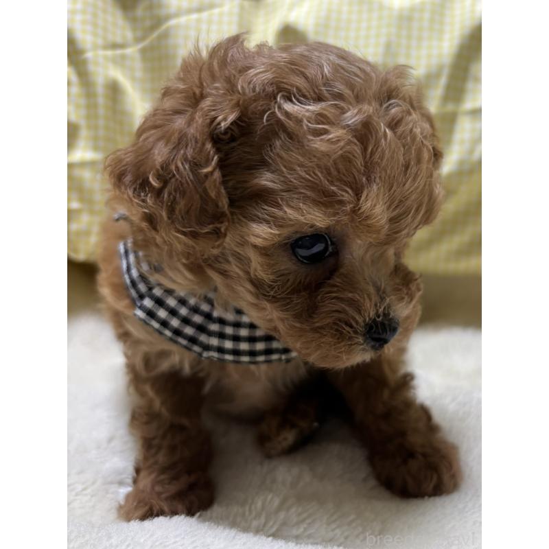 販売中の香川県のティーカッププードル-424918の6枚目