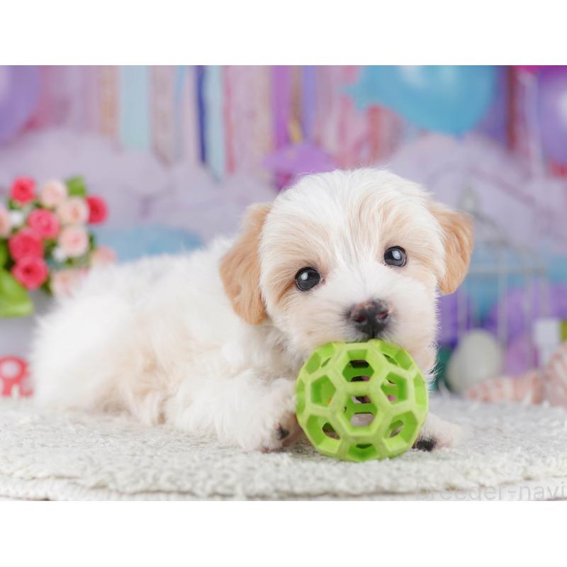 販売中の東京都のマルプー:マルチーズ×トイプードル-424919の1枚目