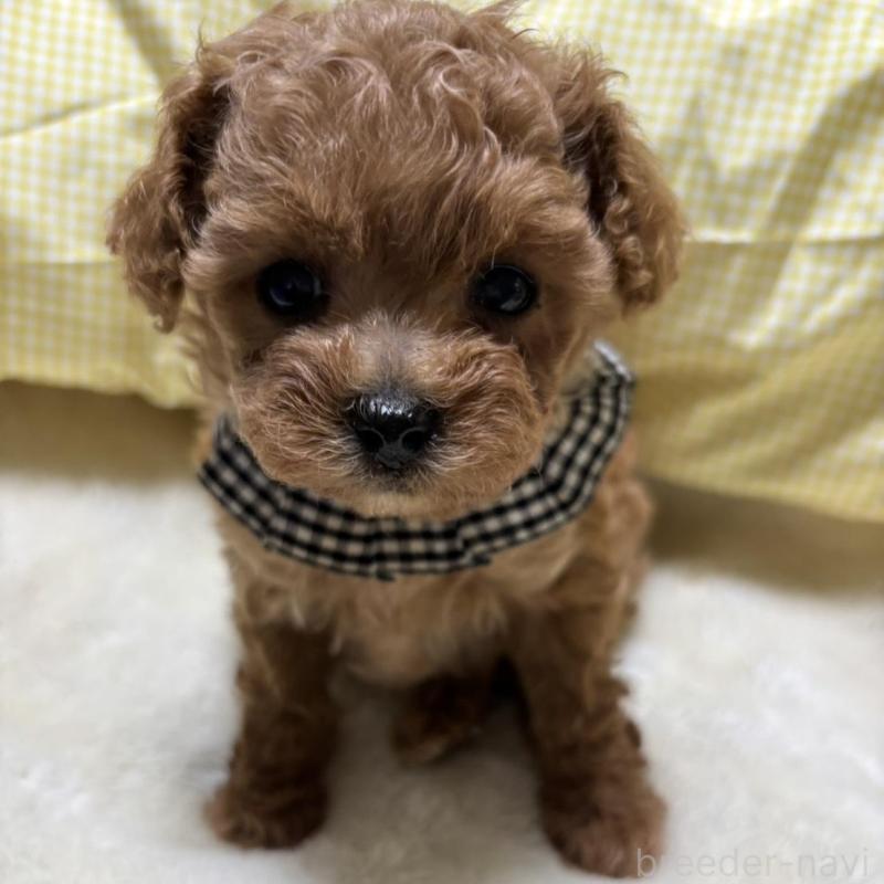 販売中の香川県のティーカッププードル-424918の1枚目