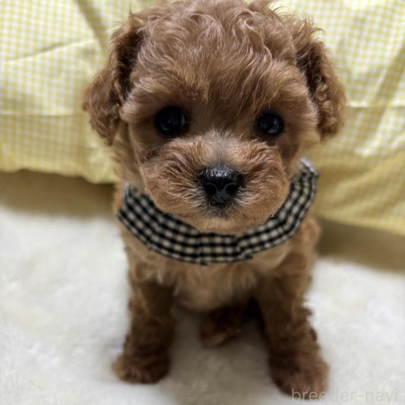 販売中の香川県のティーカッププードル-424918の5枚目