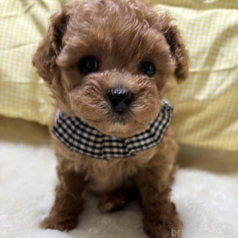 販売中の香川県のティーカッププードル-424918の4枚目