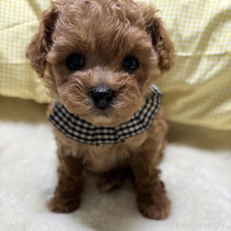 販売中の香川県のティーカッププードル-424918の3枚目