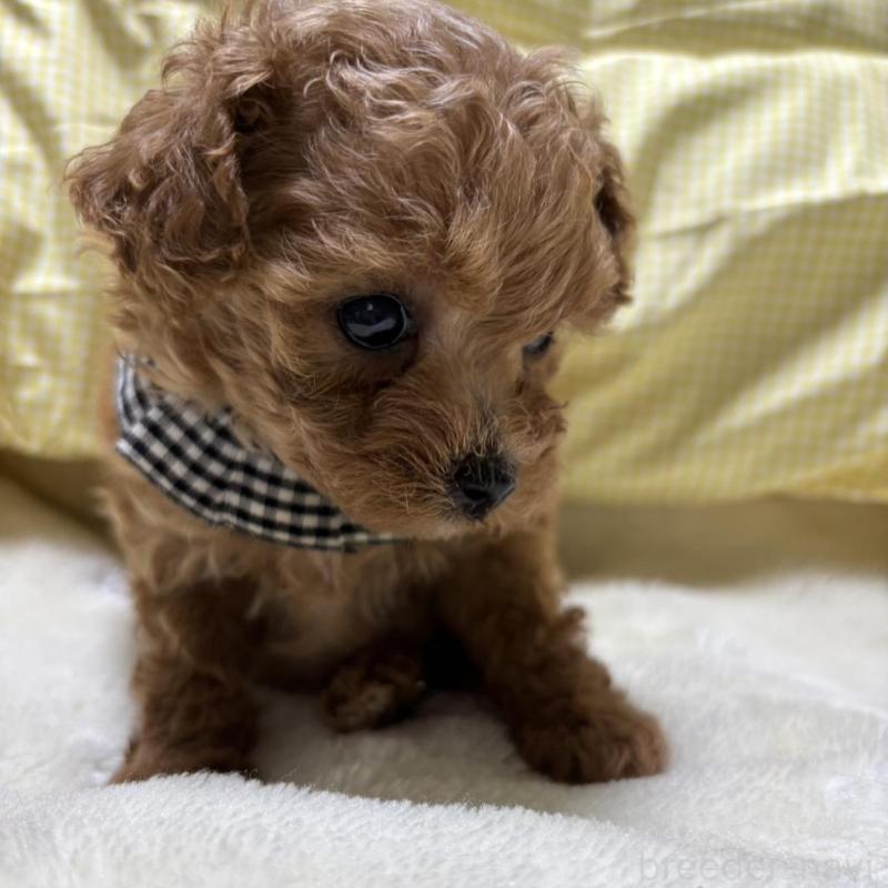 販売中の香川県のティーカッププードル-424918の2枚目