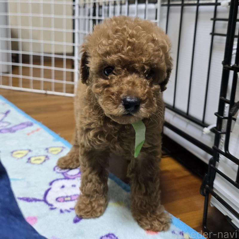 販売中の岡山県のトイプードル-419706