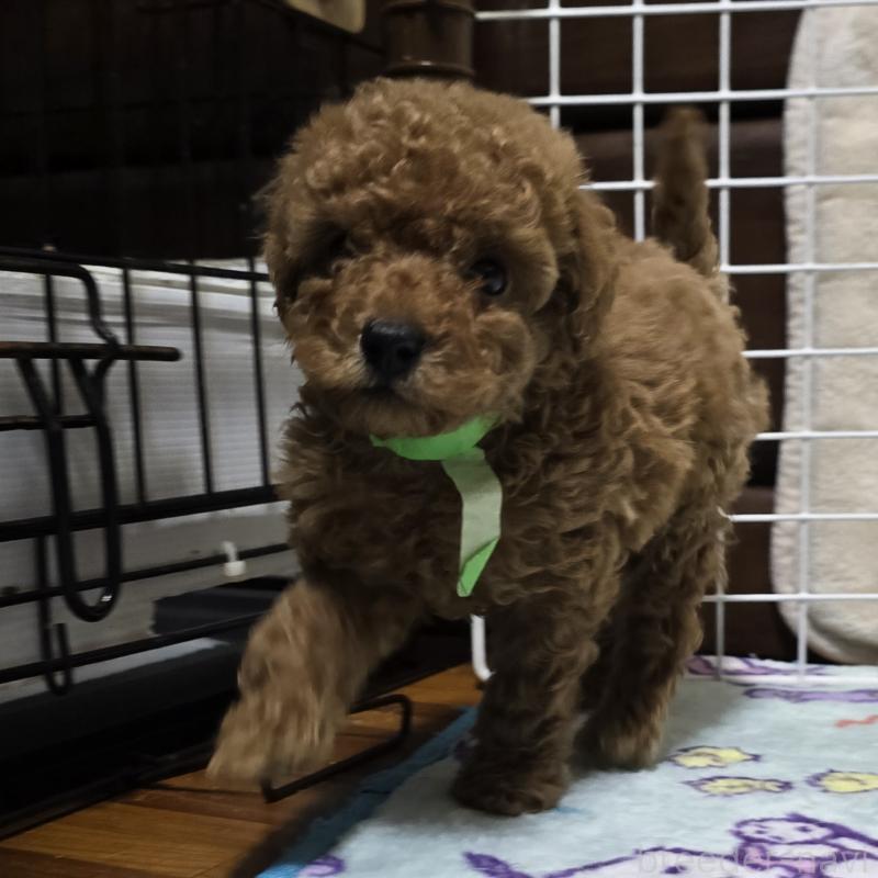 成約済の岡山県のトイプードル-419706の4枚目