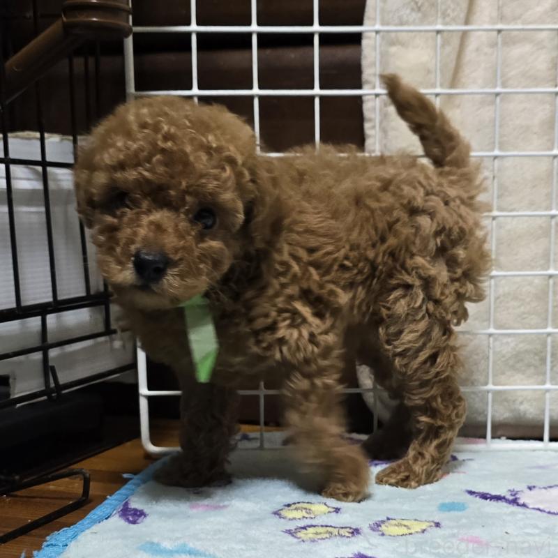 成約済の岡山県のトイプードル-419706の3枚目