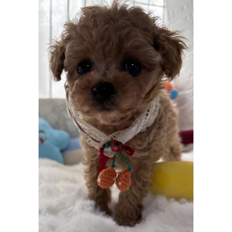 販売中の香川県のタイニープードル-424920の7枚目