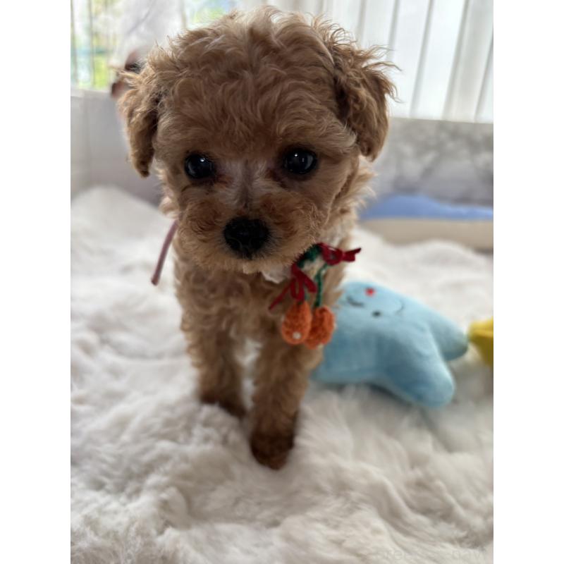 販売中の香川県のタイニープードル-424920の6枚目